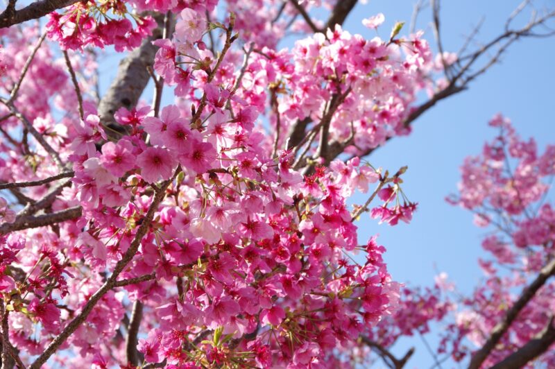 ようこう桜