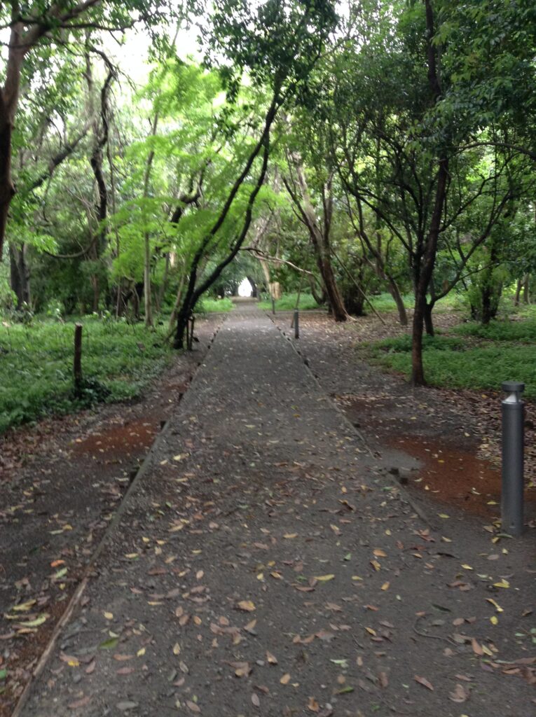 鹿児島大学１００年の森