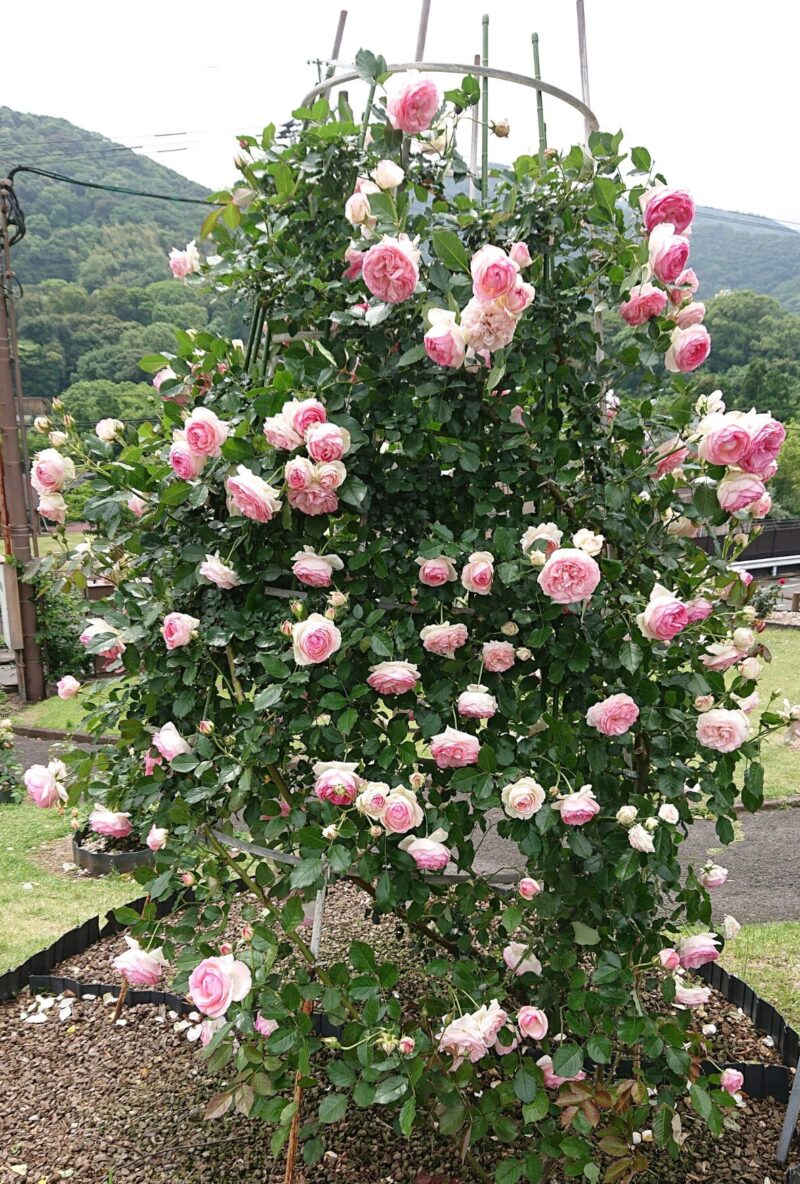 錦江湾公園の春ばら