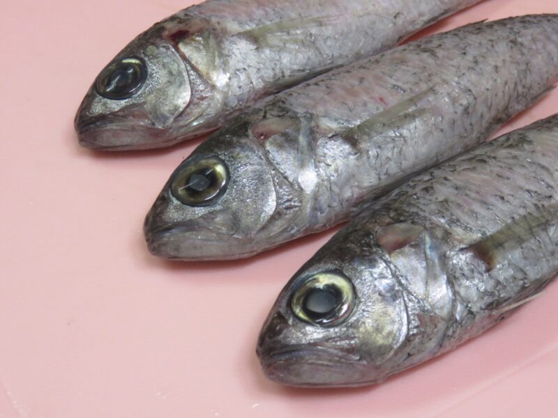 スミクイウオ　鹿児島
深海魚