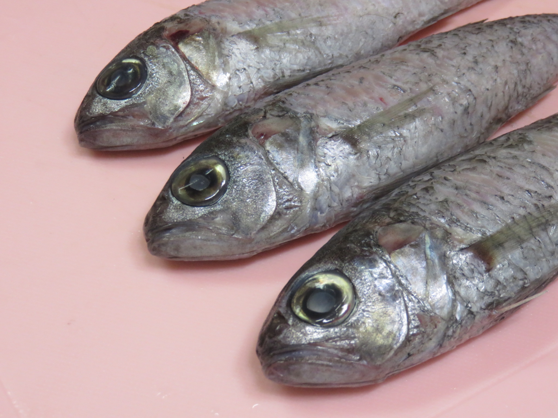 スミクイウオ　鹿児島 深海魚