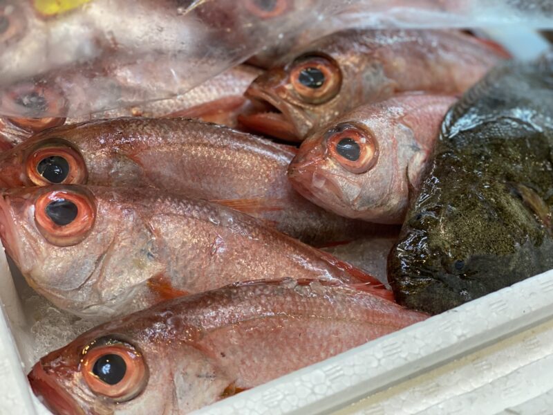 のどぐろ　鹿児島　深海魚